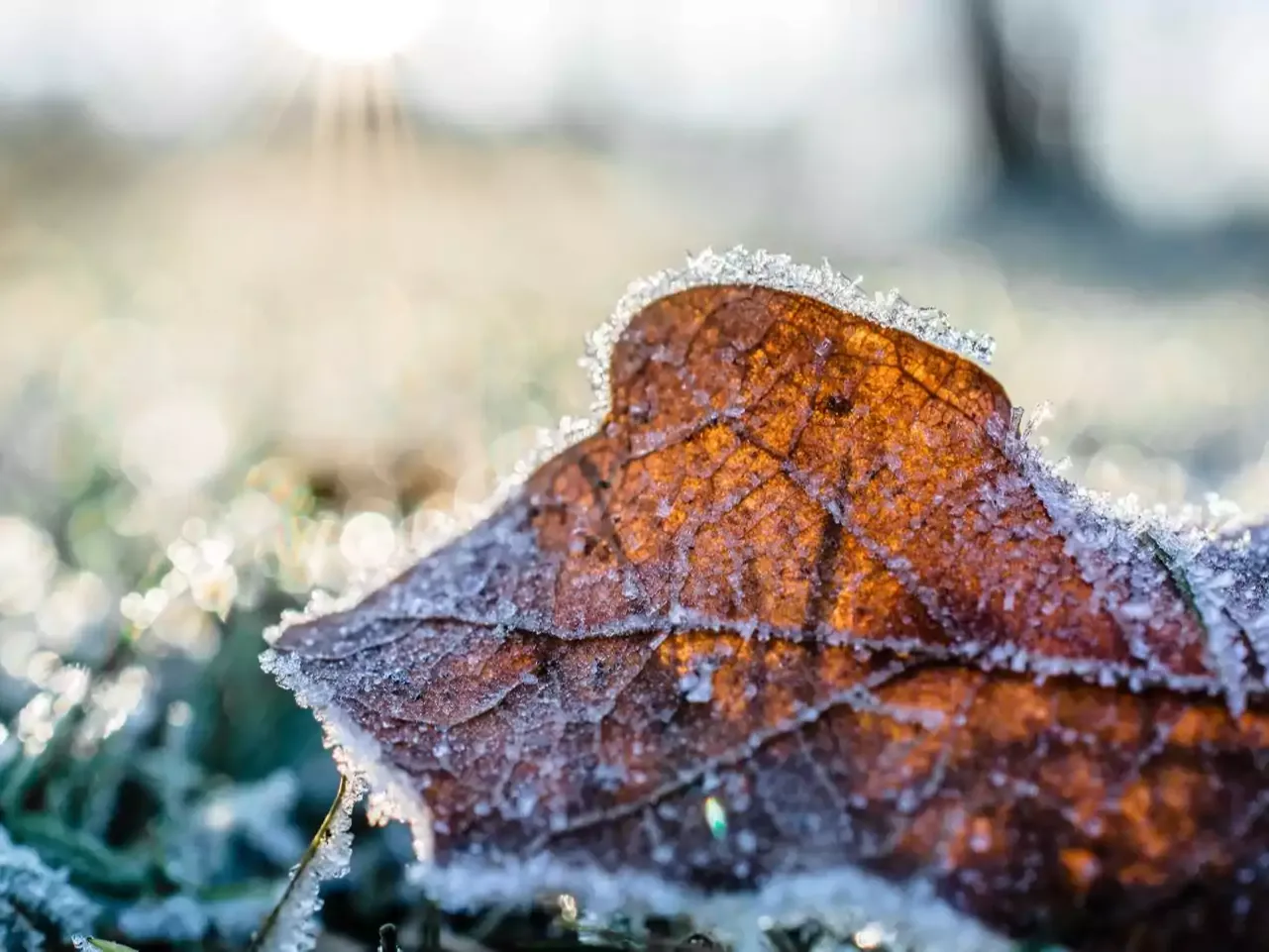 Frost